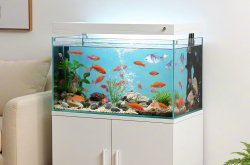 鱼缸能够招财摆放位置有绝招